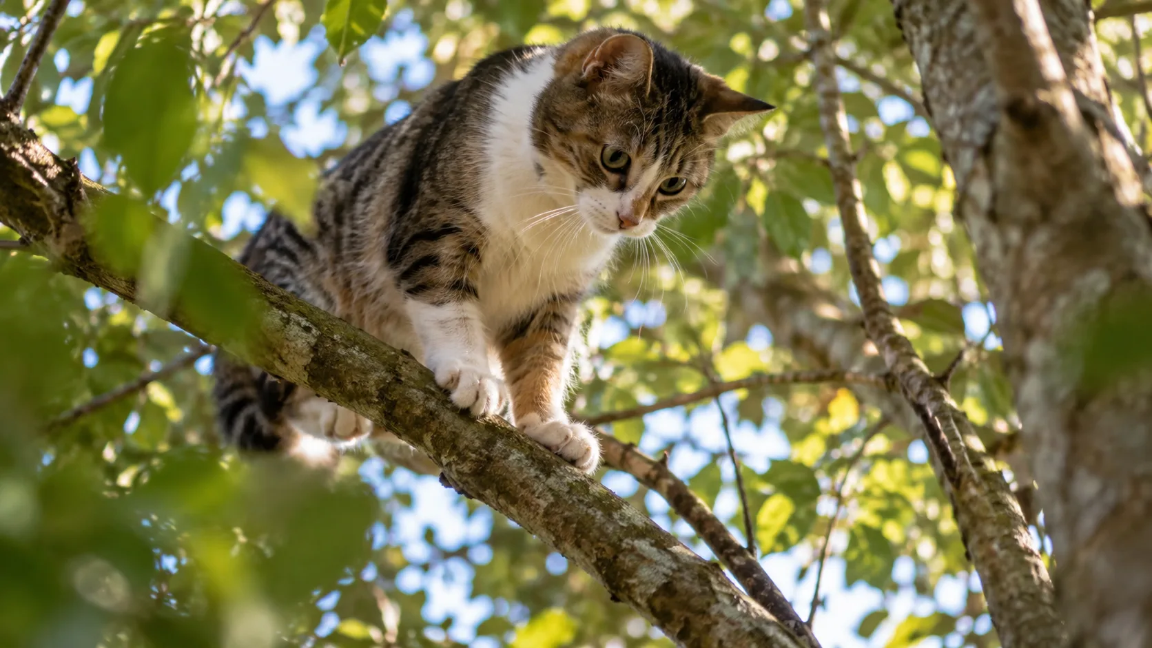 A ginger cat sitting on a high tree branch, looking down
