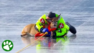 Firefighting video: Firefighter Calms Deer with Trusting Embrace