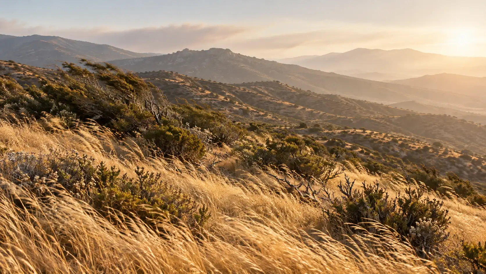 Dry grass and brush on a Southern California hillside bending in strong wind under a hazy sky