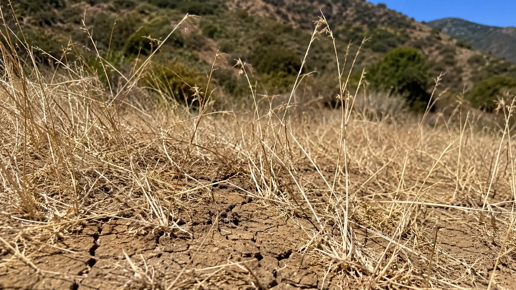 Ground-level close-up photo of dry dead grass in a California foothill landscape in late summer &mdash; the individual grass stems bleached tan and white, brittle-looking, moisture visibly absent, the soil cracked and dry beneath, chaparral shrubs visible in the background, hazy hot afternoon light creating a high-contrast dried-fuel scene that communicates extreme fire risk conditions through visual fuel dryness